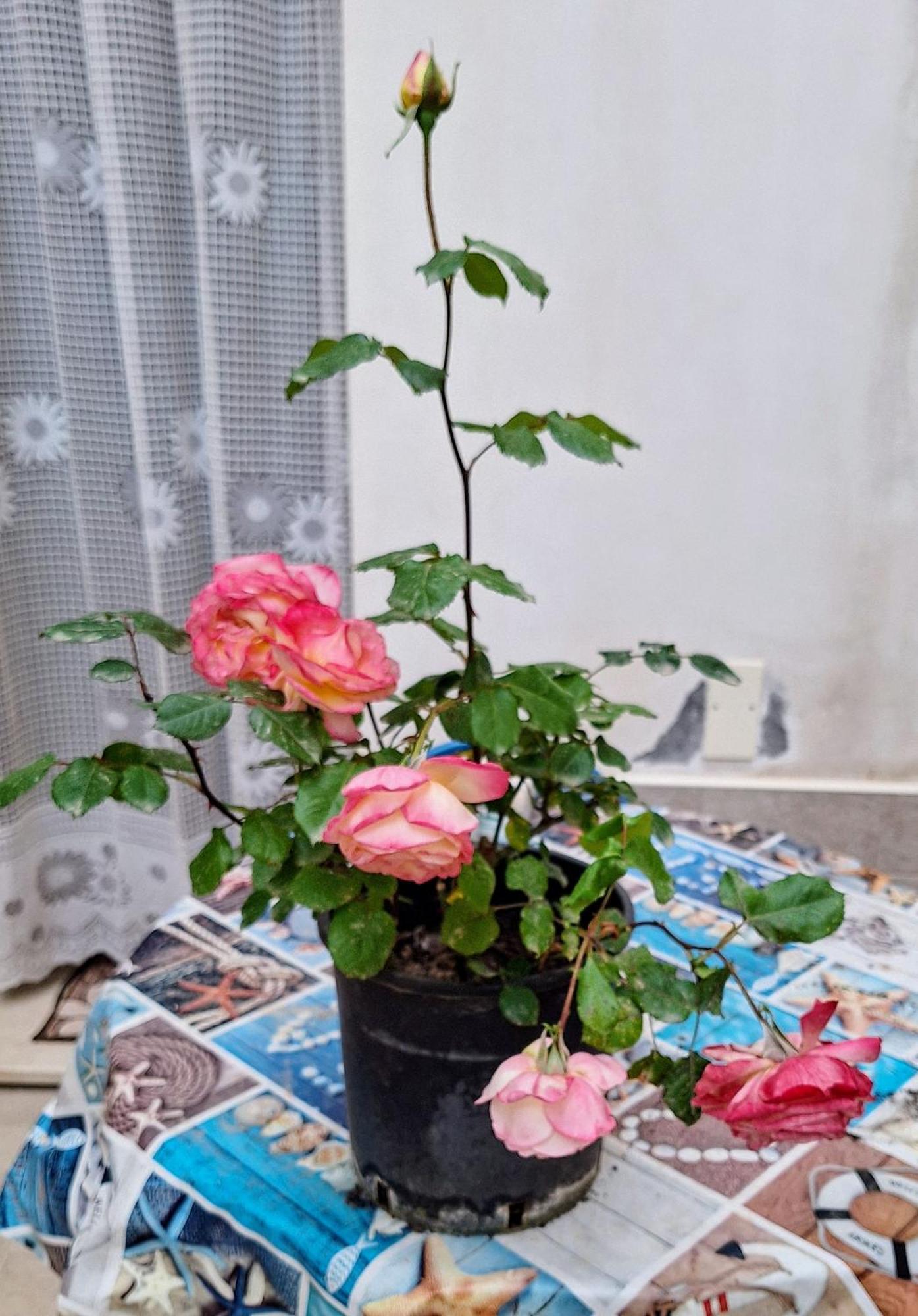 Apartment Living Bouganville